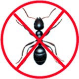 anti fourmis casablanca