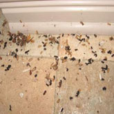 anti fourmis maroc
