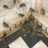 anti rats casablanca maroc