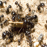 traitement fourmis casablanca
