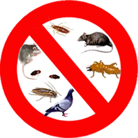 anti fourmis à casablanca maroc
