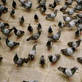 traitement pigeon casablanca